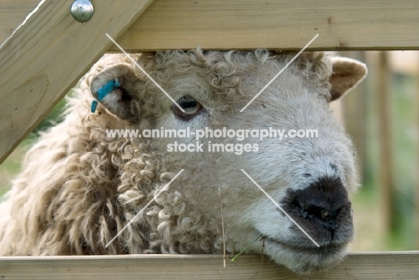 Greyface Dartmoor behind fence