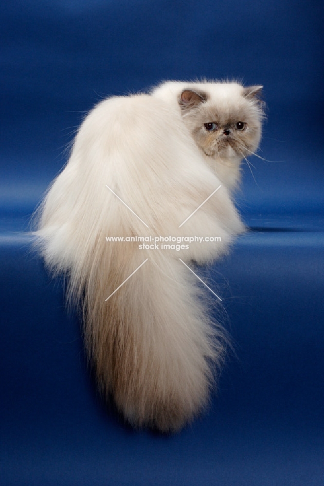 10 month old Blue Tortie Point Colourpoint cat lying down showing her fluffy tail. (Aka: Persian or Himalayan)