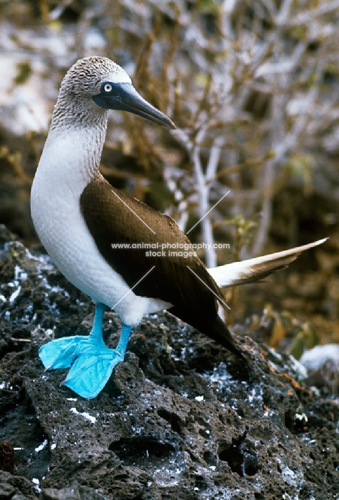 blue footed booby looking aside on champion island, galapagos, 