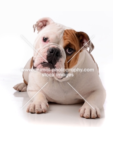 American Bulldog in studio