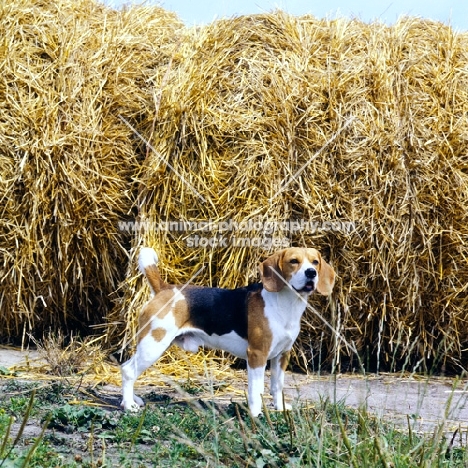 champion beagle in front of a haystack 