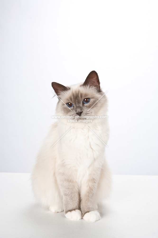 Birman cat, sitting on white background