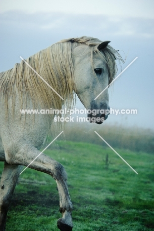 Andalusian in foggy field. 