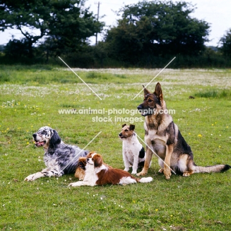group of five dogs together