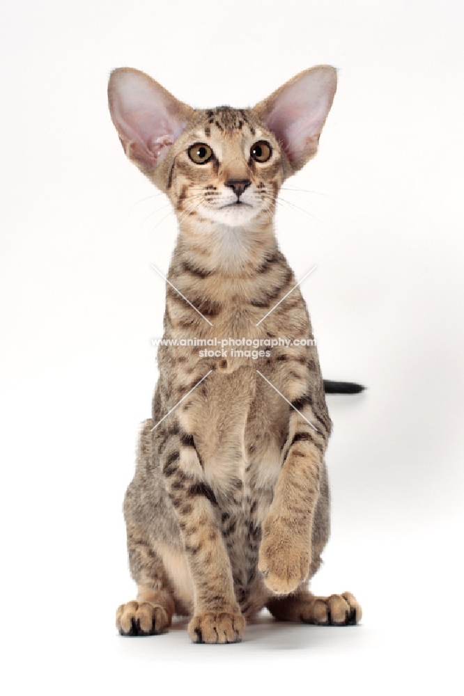 Oriental Shorthair, Brown Spotted Tabby colour, front view