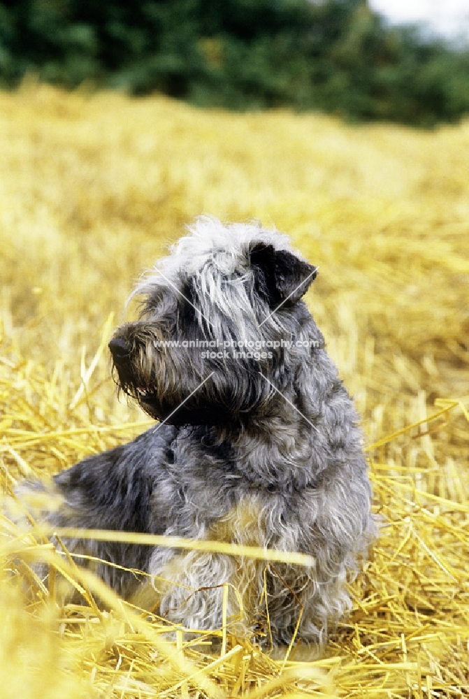 glen of imaal terrier, malsville moody blue of farni, sitting in straw