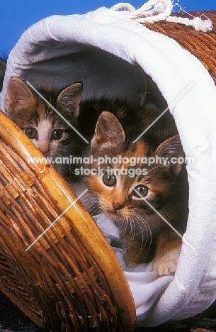 two kittens in a linen basket