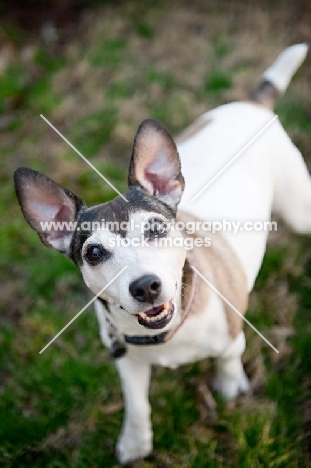 jack russell mix smiling