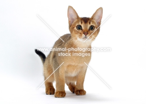 young curious ruddy abyssinian cat 