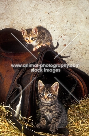 kittens on a saddle