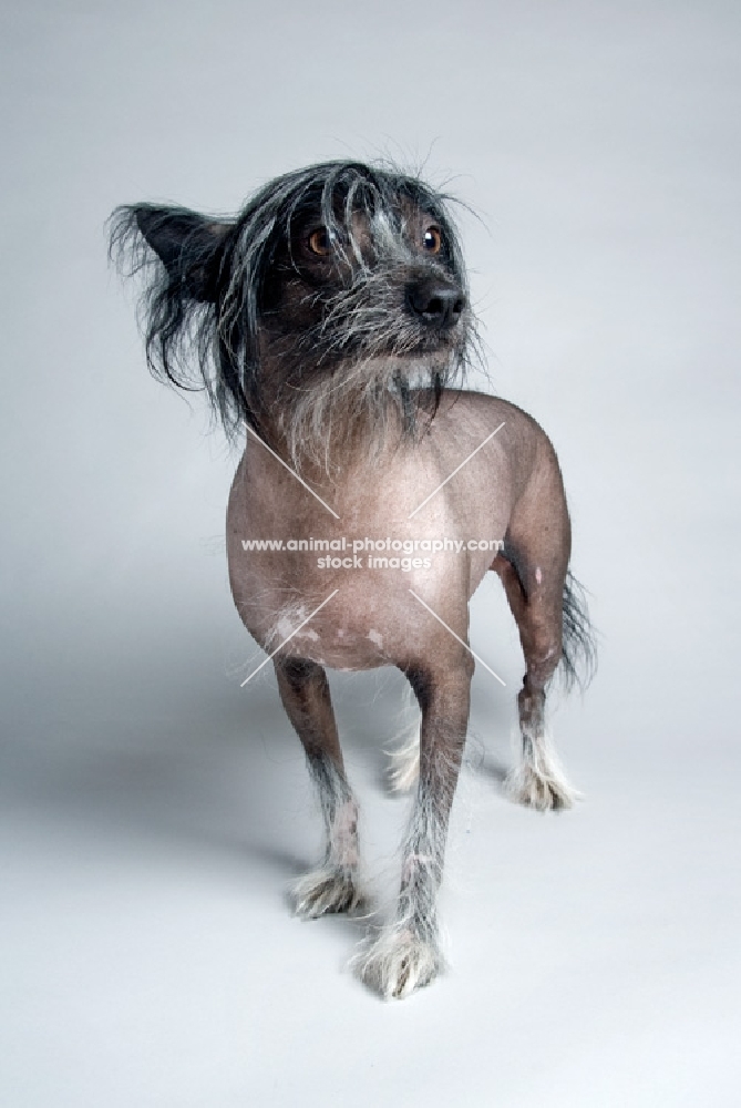 Chinese hairless dog in studio