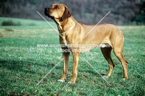 rhodesian ridgeback from mirengo kennels