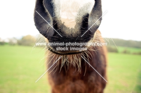 Close up of chestnut horses nose and whispy chin