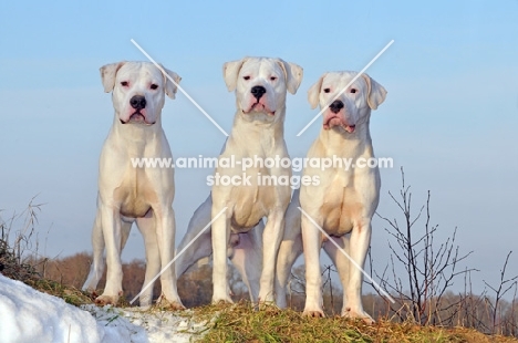 three Dogo Argentino dogs