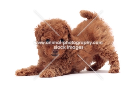 playful apricot coloured Toy Poodle puppy on white background