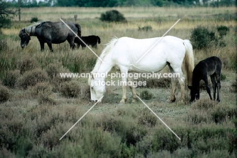 camargue pony grazing with foal