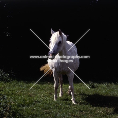 Connemara pony mare front view 