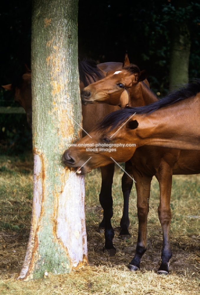oldenburg mare stripping bark from a tree