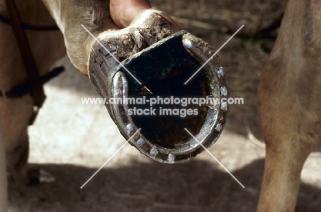 close up of a hoof with shoe for laminitis