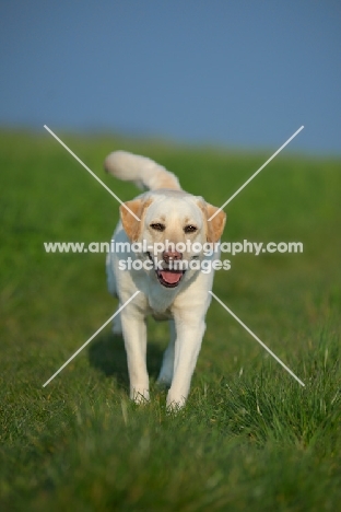 yellow labrador in a field of grass