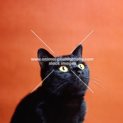 ch jezreel mostyn, short hair black cat gazing upwards