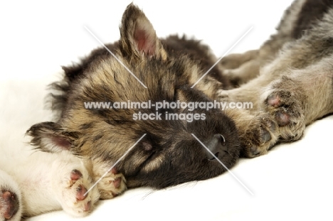 German Shepherd (aka Alsatian) puppy sleeping