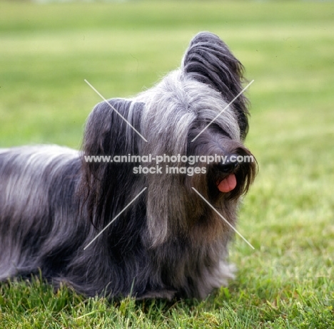 head and shoulder shot of skye terrier