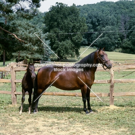 morgan mare and foal, 'foundation' morgan