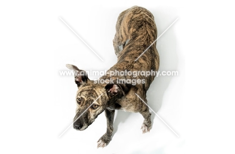 Greyhound mix breed in studio, standing on white background