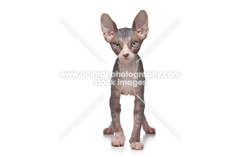 10 week old Sphynx kitten, front view