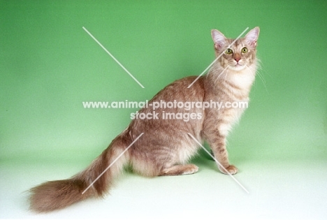 caramel shaded Oriental Longhair (aka Javanese or Angora)