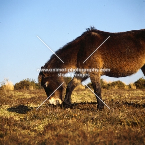 Exmoor pony grazing on Exmoor in winter