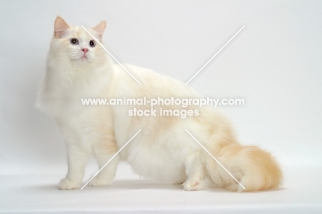 Cream Point Bi-Color Ragdoll cat standing