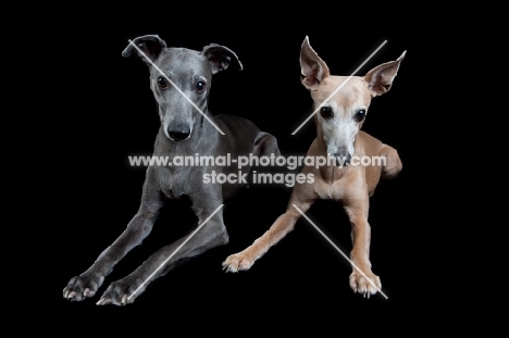 whippets lying down watching attentively