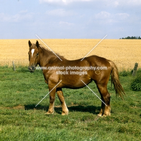 schleswig mare 