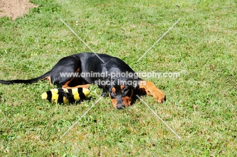 Deutscher Pinscher puppy resting with toy