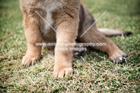 detail of leonberger puppy's paws