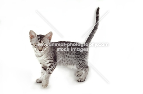 blue spotted British Shorthair kitten