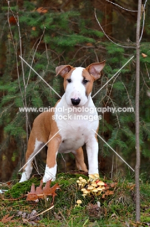 young Bull Terrier