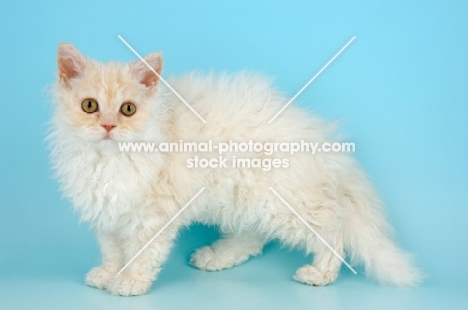 cream selkirk rex kitten side view