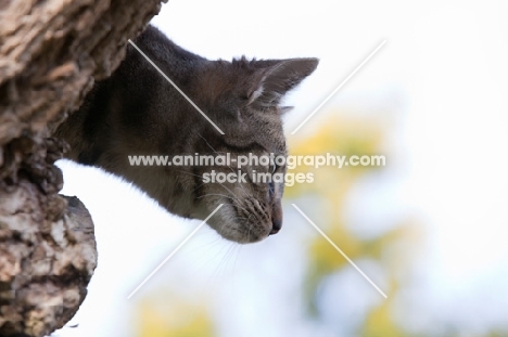 Tabby cat looking down from a tree in profile