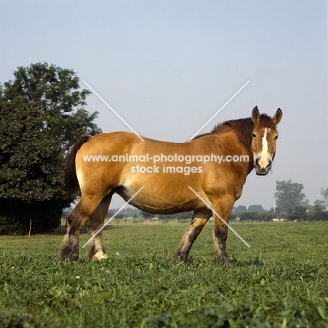 Belgian mare looking at camera 