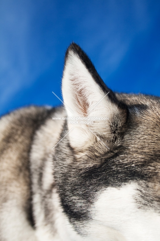 Husky ear