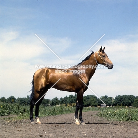 akhal teke stallion, metallic colour, with jewelled collar at piatigorsk hippodrome