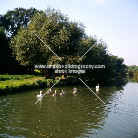 pair of swans with six cygnets swimming away