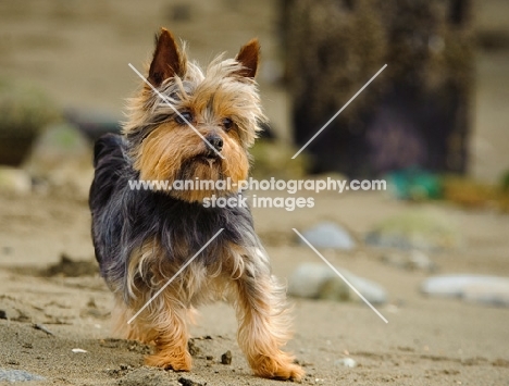 Yorkshire Terrier standing on sandy beach