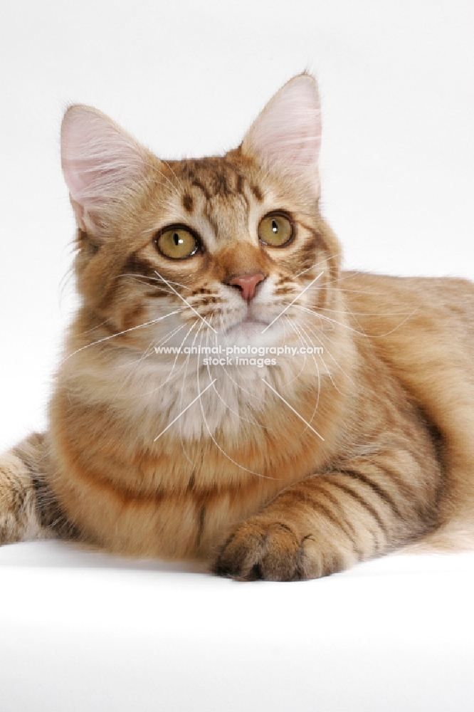 American Bobtail, Chocolate Spotted Tabby, lying down
