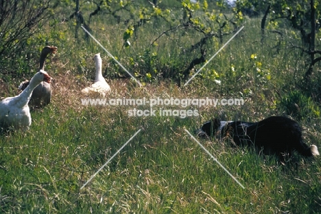 Border Collie herding geese