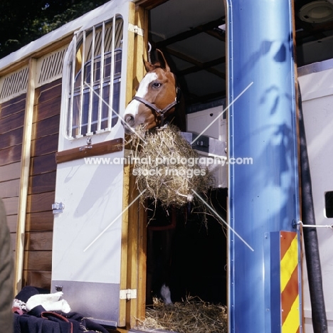 pony in horse box
