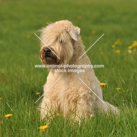 Soft Coated Wheaten Terrier